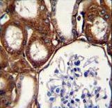GPX3 Antibody immunohistochemistry of formalin-fixed and paraffin-embedded human kidney tissue followed by peroxidase-conjugated secondary antibody and DAB staining.