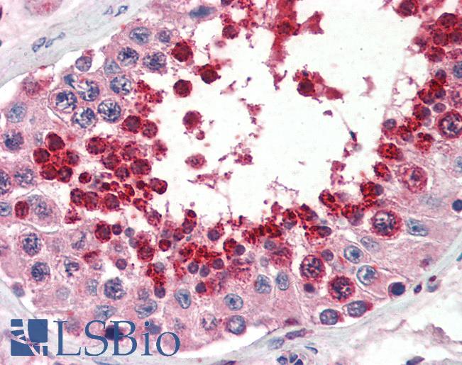 Anti-GPX4 antibody IHC of human testis. Immunohistochemistry of formalin-fixed, paraffin-embedded tissue after heat-induced antigen retrieval. Antibody LS-B3246 concentration 5 ug/ml.