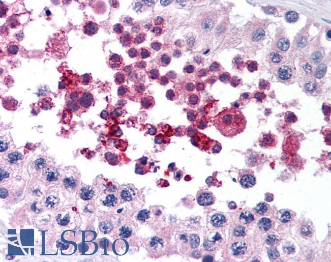 Anti-GPX4 antibody IHC of human testis. Immunohistochemistry of formalin-fixed, paraffin-embedded tissue after heat-induced antigen retrieval. Antibody LS-B1596 concentration 10 ug/ml.