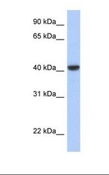 Transfected 293T cell lysate. Antibody concentration: 1.0 ug/ml. Gel concentration: 12%.