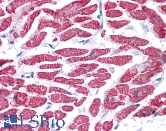 Anti-GPX4 antibody IHC of human heart. Immunohistochemistry of formalin-fixed, paraffin-embedded tissue after heat-induced antigen retrieval. Antibody LS-B4687 concentration 5 ug/ml.