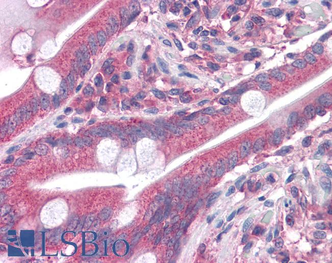 Anti-GOLM1 / GOLPH2 antibody IHC of human small intestine. Immunohistochemistry of formalin-fixed, paraffin-embedded tissue after heat-induced antigen retrieval. Antibody LS-B4616 concentration 5 ug/ml.