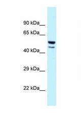 JUN antibody LS-C145685 Western blot of Fetal Heart lysate. Antibody concentration 1 ug/ml.