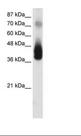 Transfected 293T Cell Lysate