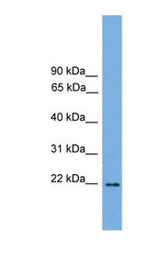 JDP2 antibody LS-C116095 Western blot of Mouse Heart lysate.