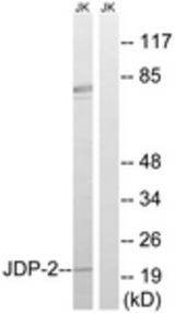 Western blot of extracts from Jurkat cells, using JDP-2 Antibody. The lane on the right was incubated with synthetic peptide.