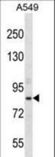 ASPH Antibody western blot of A549 cell line lysates (35 ug/lane). The ASPH antibody detected the ASPH protein (arrow).