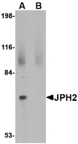 Western blot of JPH2 in 293 cell lysate with JPH2 antibody at 2 ug/ml in (A) the absence and (B) the presence of blocking peptide