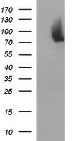 HEK293T cells were transfected with the pCMV6-ENTRY control (Left lane) or pCMV6-ENTRY JPH2 (Right lane) cDNA for 48 hrs and lysed. Equivalent amounts of cell lysates (5 ug per lane) were separated by SDS-PAGE and immunoblotted with anti-JPH2.