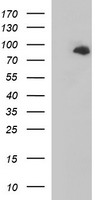 HEK293T cells were transfected with the pCMV6-ENTRY control (Left lane) or pCMV6-ENTRY JPH2 (Right lane) cDNA for 48 hrs and lysed. Equivalent amounts of cell lysates (5 ug per lane) were separated by SDS-PAGE and immunoblotted with anti-JPH2.
