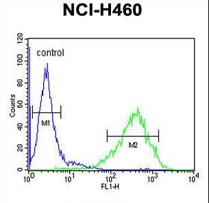 RAB3IL1 Antibody flow cytometry of NCI-H460 cells (right histogram) compared to a negative control cell (left histogram). FITC-conjugated goat-anti-rabbit secondary antibodies were used for the analysis.