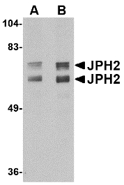 Western blot of JPH2 in mouse brain tissue lysate with JPH2 antibody at (A) 1 and (B) 2 ug/ml.
