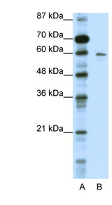 KCNG1 / Kv6.1 antibody LS-B974 Western blot of HepG2 cell lysate.