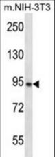 GRAMD1A Antibody western blot of mouse NIH-3T3 cell line lysates (35 ug/lane). The GRAMD1A antibody detected the GRAMD1A protein (arrow).