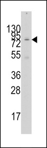 Western blot of anti-GCN5 Antibody in 293 cell line lysates (35 ug/lane). GCN5(arrow) was detected using the purified antibody.