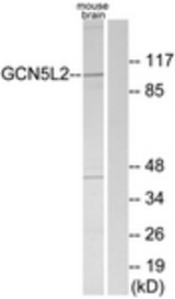 Western blot of extracts from mouse brain cells, using GCN5L2 Antibody. The lane on the right is treated with the synthesized peptide.