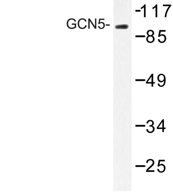 Western blot of GCN5 (G720) pAb in extracts from mouse brain.