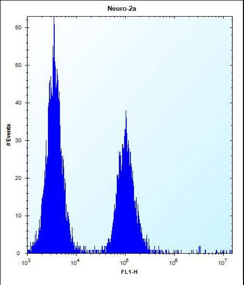 hGCN5 Antibody flow cytometry of Neuro-2a cells (right histogram) compared to a negative control cell (left histogram). FITC-conjugated donkey-anti-rabbit secondary antibodies were used for the analysis.