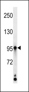 KAZ Antibody western blot of K562 cell line lysates (35 ug/lane). The KAZ antibody detected the KAZ protein (arrow).