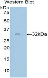 Western blot of recombinant GRAP2 / GRID.
