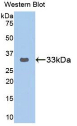 Western blot of recombinant GRAP2 / GRID.
