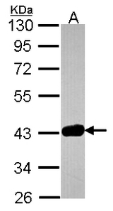 Sample (30 ug of whole cell lysate). A: JurKat. 10% SDS PAGE. GRAP2 antibody diluted at 1:1000.
