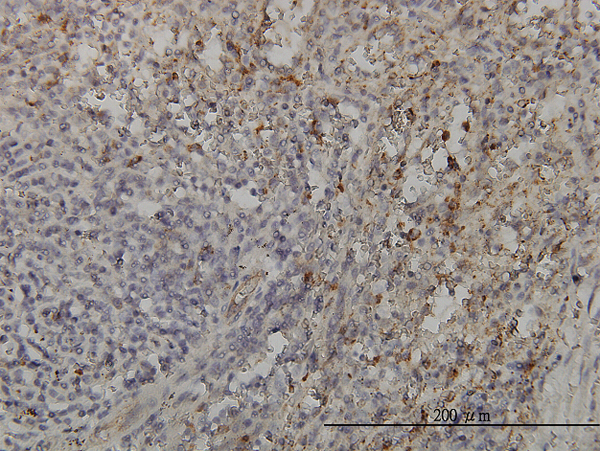 Immunoperoxidase of monoclonal antibody to GRAP2 on formalin-fixed paraffin-embedded human spleen. [antibody concentration 3 ug/ml]