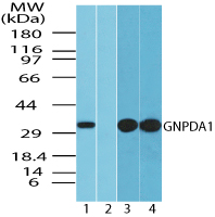 Western blot of GNPDA1 in human spleen lysate in the 1) absence and 2) presence of immunizing peptide 3) mouse spleen and 4) rat spleen using LS-B8009 at 1.0 ug/ml, 0.5 ug/ml and 0.5 ug/ml, respectively.
