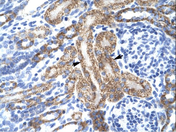 KCNA10 / Kv1.8 antibody LS-C31214 was used in IHC to stain formalin-fixed, paraffin-embedded human kidney.