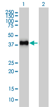 Western blot of GRAP2 expression in transfected 293T cell line by GRAP2 monoclonal antibody (M01), clone 1G12.