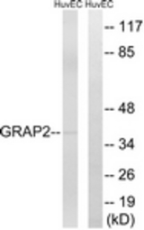 Western blot of extracts from HUVEC cells, using GRAP2 Antibody. The lane on the right is treated with the synthesized peptide.