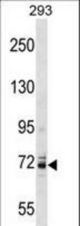 KCNC4 Antibody western blot of 293 cell line lysates (35 ug/lane). The KCNC4 antibody detected the KCNC4 protein (arrow).