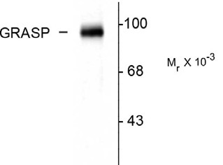 Western blot of rat cerebellar lysate showing the specific immunolabeling of the ~95k GRASP protein.