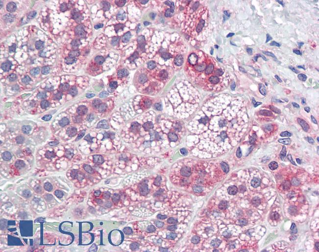 Anti-KV4.2 antibody IHC of human adrenal. Immunohistochemistry of formalin-fixed, paraffin-embedded tissue after heat-induced antigen retrieval. Antibody LS-B8068 dilution 5-7.5 ug/ml.