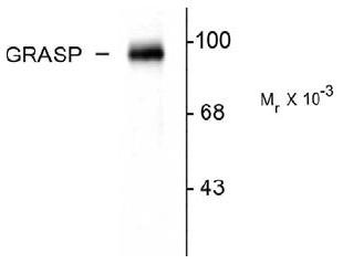 Western blot of rat cerebellar lysate showing the specific immunolabeling of the ~95k GRASP protein.