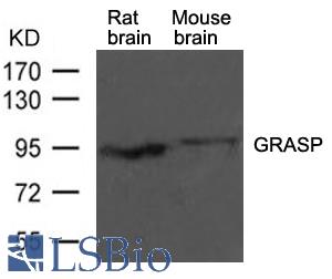 Western blot of extracts from rat brain and mouse brain tissue using GRASP antibody