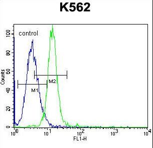 KCNH2 Antibody flow cytometry of K562 cells (right histogram) compared to a negative control cell (left histogram). FITC-conjugated goat-anti-rabbit secondary antibodies were used for the analysis.