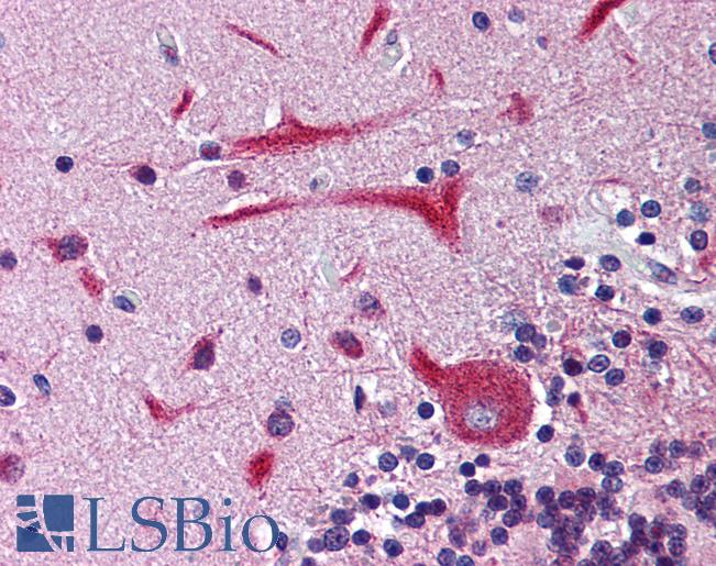 Anti-KCNH2 / Kv11.1 antibody LS-A9559 IHC of human brain, cerebellum. Immunohistochemistry of formalin-fixed, paraffin-embedded tissue after heat-induced antigen retrieval.