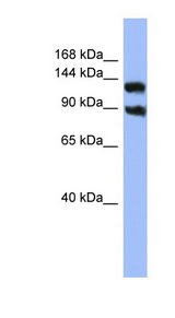 KCNH3 / Kv12.2 antibody LS-C107495 Western blot of OVCAR-3 cell lysate.