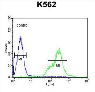 KCNH4 Antibody flow cytometry of K562 cells (right histogram) compared to a negative control cell (left histogram). FITC-conjugated goat-anti-rabbit secondary antibodies were used for the analysis.