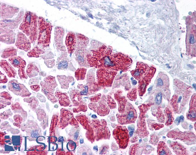 Anti-KCNH5 / Kv10.2 antibody IHC of human heart. Immunohistochemistry of formalin-fixed, paraffin-embedded tissue after heat-induced antigen retrieval. Antibody LS-B975 concentration 5 ug/ml.