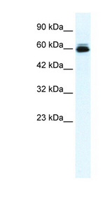 KCNH5 / Kv10.2 antibody LS-B975 Western blot of HepG2 cell lysate.