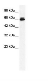 HepG2 Cell Lysate