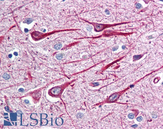 Anti-GRASP antibody IHC of human brain, cortex. Immunohistochemistry of formalin-fixed, paraffin-embedded tissue after heat-induced antigen retrieval. Antibody LS-B12 concentration 10 ug/ml.