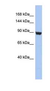 KCNH6 / Kv11.2 antibody LS-C110027 Western blot of HT1080 cell lysate.