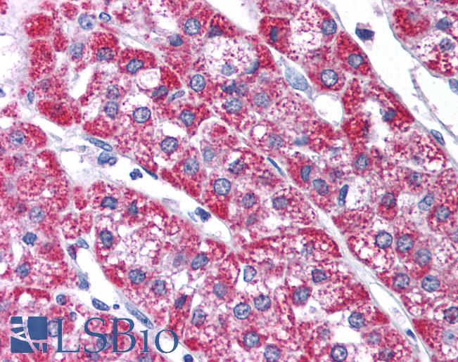 Anti-KCNH6 / Kv11.2 antibody IHC of human adrenal. Immunohistochemistry of formalin-fixed, paraffin-embedded tissue after heat-induced antigen retrieval. Antibody LS-B976 concentration 5 ug/ml.
