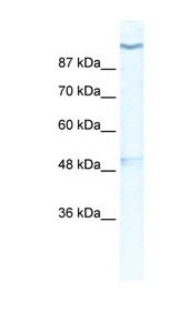 KCNH6 / Kv11.2 antibody LS-B976 Western blot of HepG2 cell lysate.