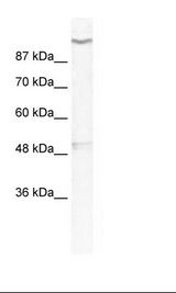 HepG2 Cell Lysate