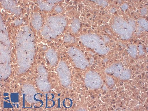 IHC analysis of KChIP2 in frozen sections of mouse brain extract using KCNIP2 / KCHIP2 antibody.