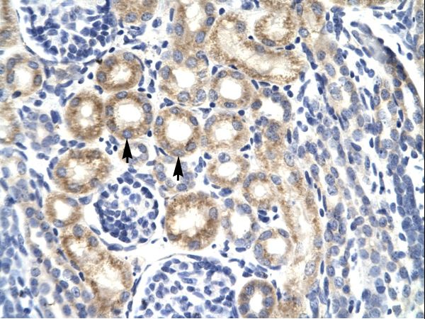 KCNIP3 / CSEN antibody LS-C30412 was used in IHC to stain formalin-fixed, paraffin-embedded human kidney.